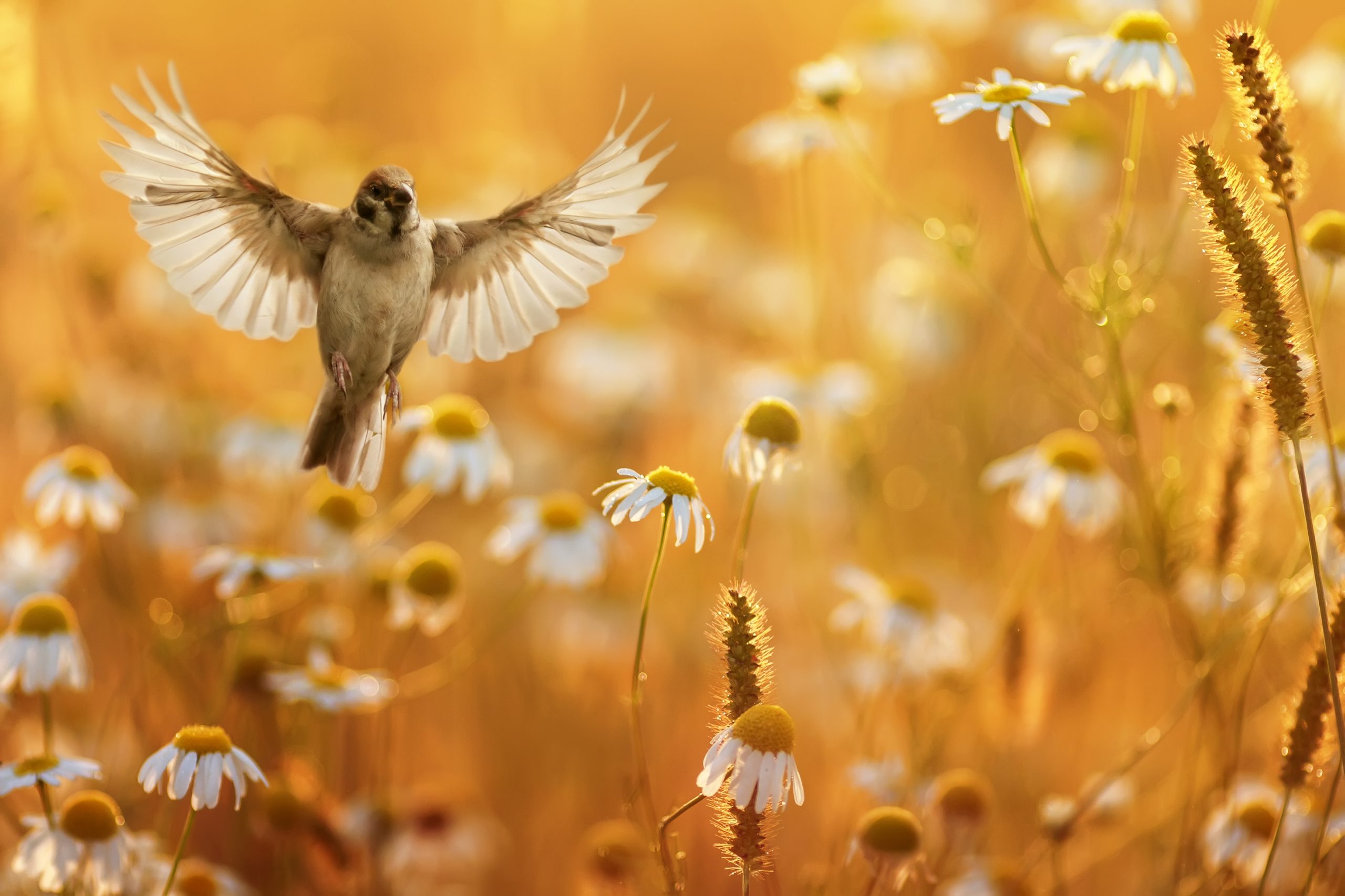 bird with its wings spread wide flies over a field of white daisies
